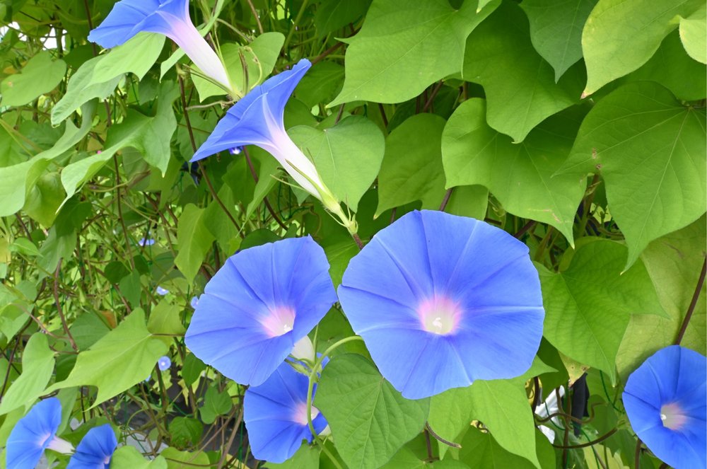 アサガオがつぼみから咲いてしおれるまで、花弁でのすべての遺伝子の動きを明らかに