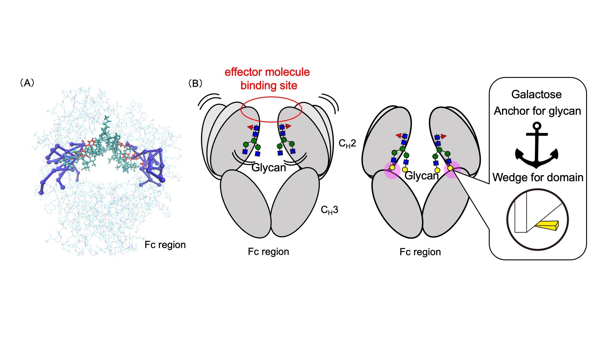 “Molecular Meridians” Reveal How Glycans Control Antibody Behavior — Unlocking New Possibilities for Therapeutic Antibody Design