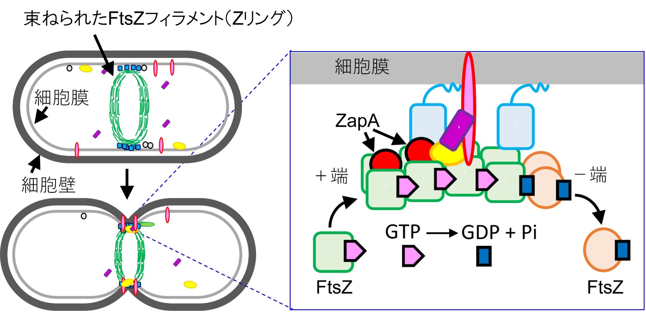 細菌を細胞分裂させるタンパク質が連携して働く仕組みを解明 ～次世代抗菌薬やマイクロマシン開発を加速させる画期的な成果～