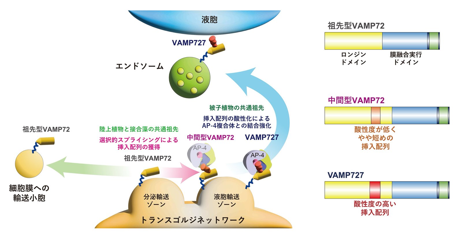 How did plants evolve the ability to transport massive amounts of protein into seed vacuoles? — Tracing evolutionary steps through the gradual functional shift of a membrane trafficking protein —