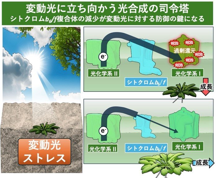 変動光に立ち向かう光合成の司令塔――シトクロムb6/f複合体の減少が変動光に対する防御の鍵になる