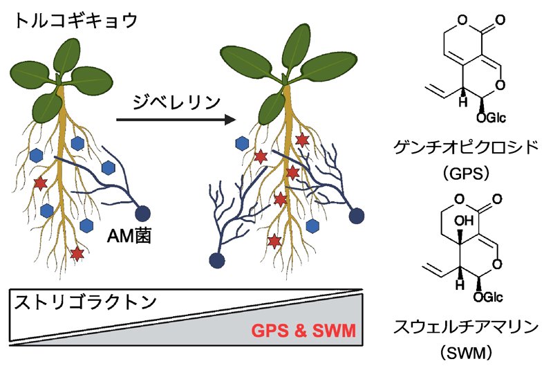 リンドウ科植物に特有の苦味配糖体がアーバスキュラー菌根菌の菌糸分岐を活性化することを発見