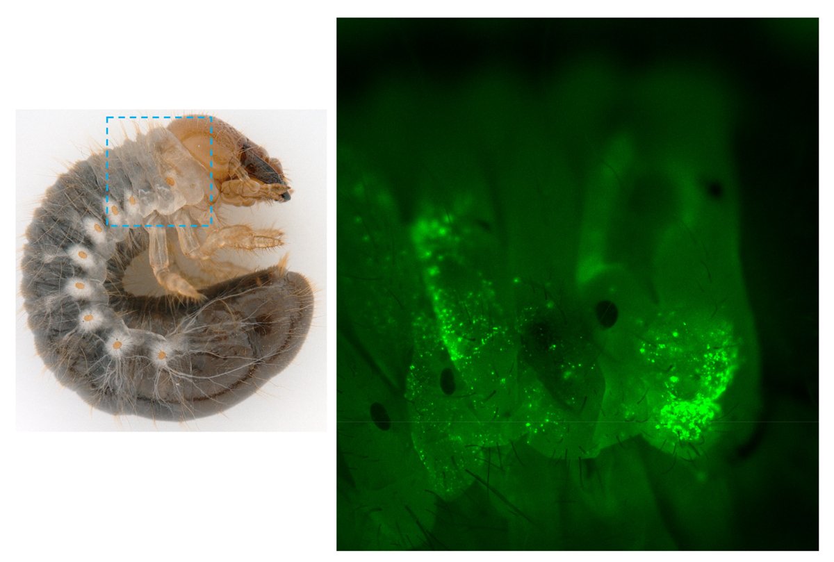 Establishment of a method for analyzing the gene function of the Japanese rhinoceros beetles using electroporation