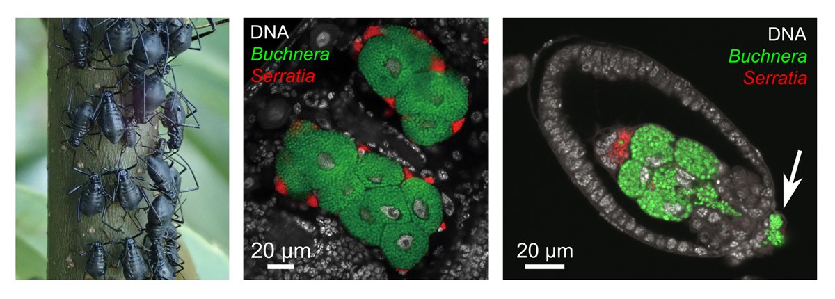 共生細菌の置き換わりによって加速するゲノムの縮小進化 〜アブラムシ多重共生系におけるパートナーの交代劇と進化の連鎖を解明〜