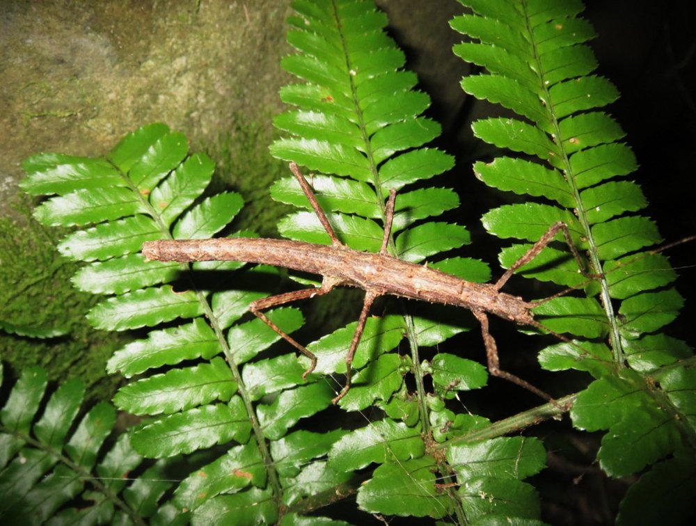 「メスばかりの世界」で生きるトゲナナフシから性の退化を探る：8年間の飼育で出現したレアなオスと性モザイク個体を詳細解析