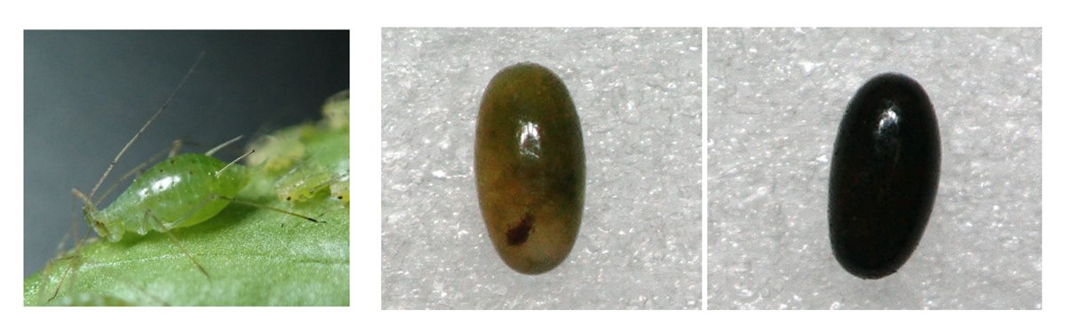Refined genome editing in Aphids reveals key gene for overwintering egg adaptation