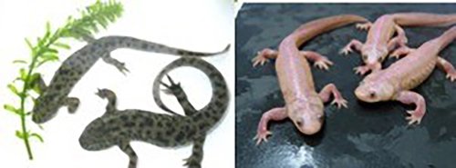 イベリアトゲイモリの特徴と新規モデル生物共同利用研究による実験システムの整備化と統合イメージング共同利用研究成果報告