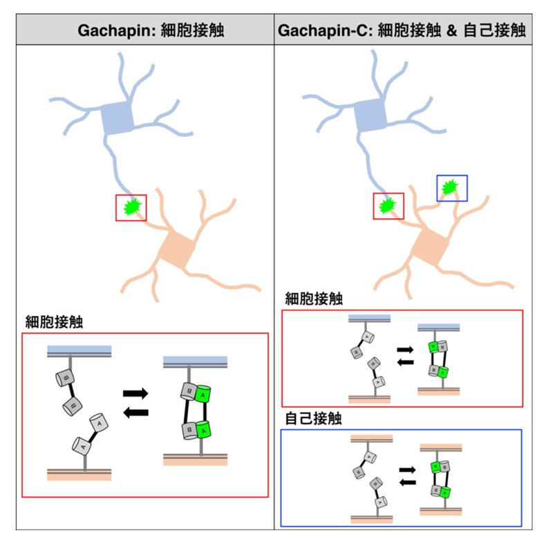 動的な細胞接触を捉える蛍光センサー Gachapinを新開発 〜従来困難だった一過的な接触や「自己接触」のリアルタイム可視化を実現〜