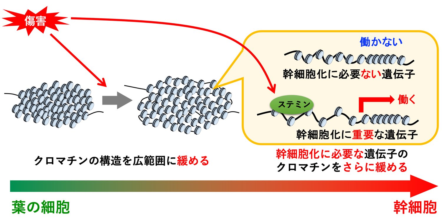 植物の葉細胞が幹細胞に変わる仕組み 〜DNAのたたみ方を段階的に変えるメカニズムの発見〜