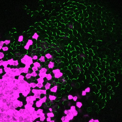 細胞の方向性はどのように揃えられるのか？ -従来の濃度勾配説を覆すメカニズムを発見-