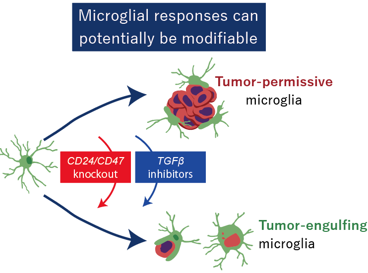転移の最初の瞬間に光を当てる ―脳の番人ミクログリアが、がんの「種」を食べる―